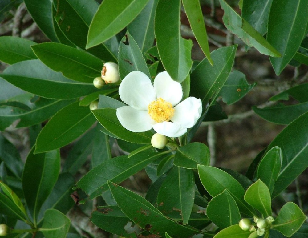 loblolly_bay